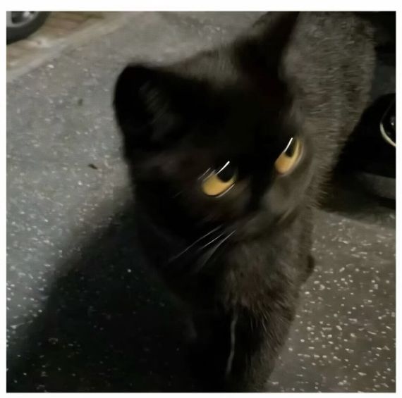 chat chat