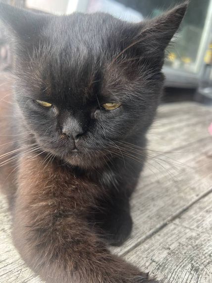 chat looking for friends 