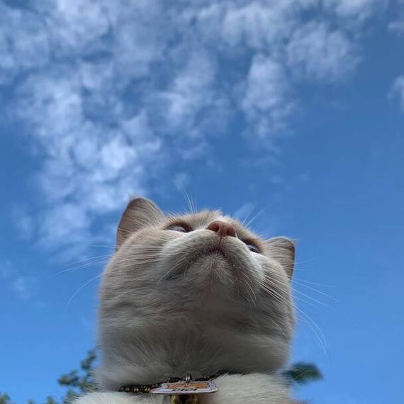 แชท หาแฟน, หาเพื่อนคุย 