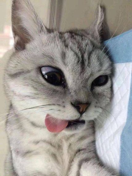 chat looking for friends 