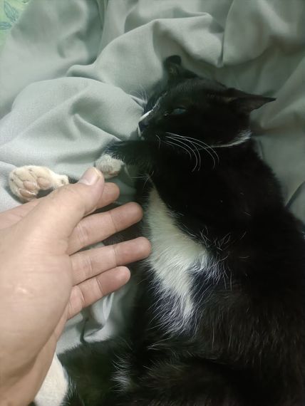 แชท หาเพื่อนคุย, โสด 