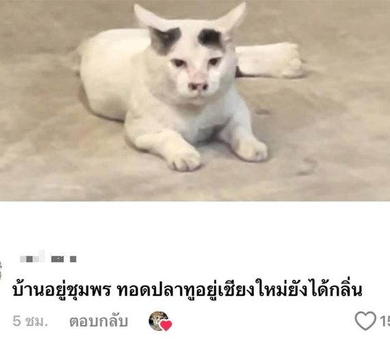 แชท หาเพื่อนคุย 