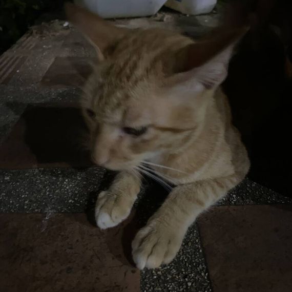 แชท หาเพื่อนคุย, หาเพื่อนเที่ยว 