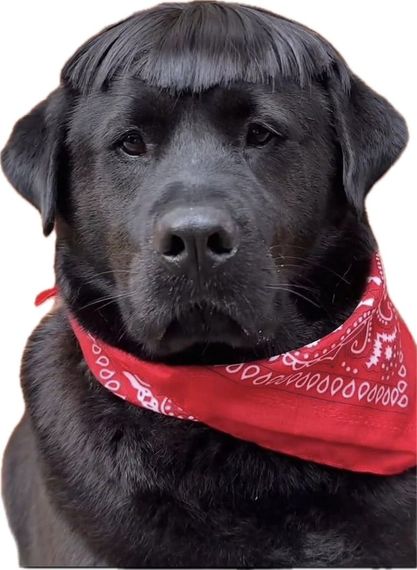 แชท หาเพื่อนคุย, โสด 