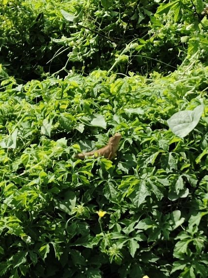 แชท หาแฟน, หาเพื่อนคุย 