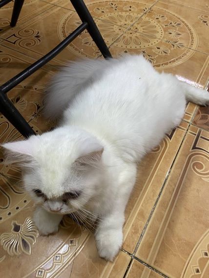 แชท หาเพื่อนคุย 