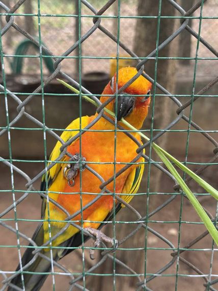 แชท หากิ๊ก 