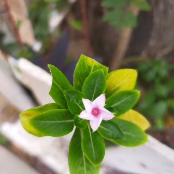 แชท หาเพื่อนคุย, หาเพื่อนเที่ยว 