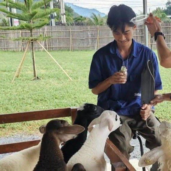 แชท หาแฟน 