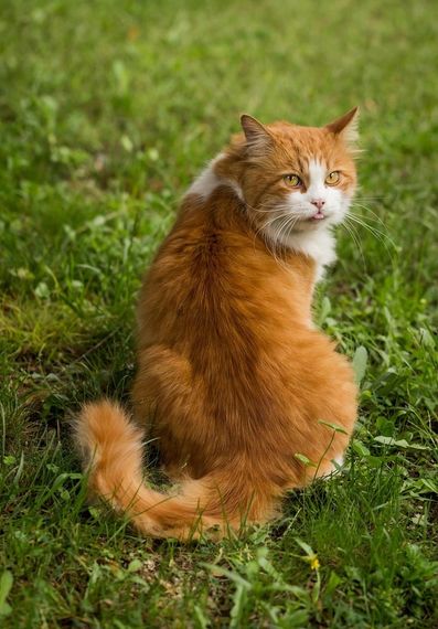 chat chat, find 2nd love 