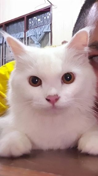 chat looking for friends 