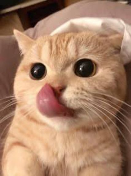 แชท หากิ๊ก 