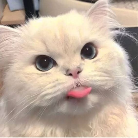 chat looking for friends 