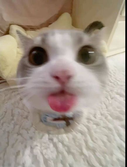 แชท โสด 