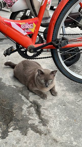 chat single 
