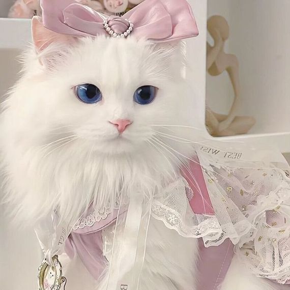 chat chat