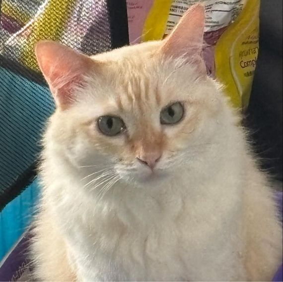 chat looking for friends 
