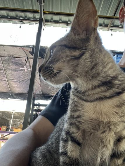 chat chat 