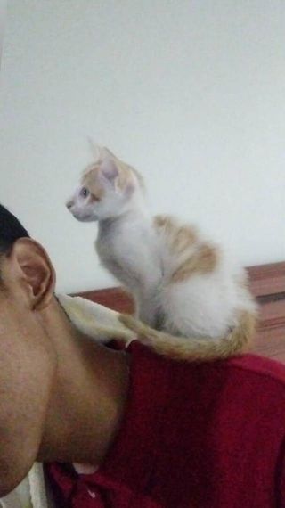chat looking for friends 