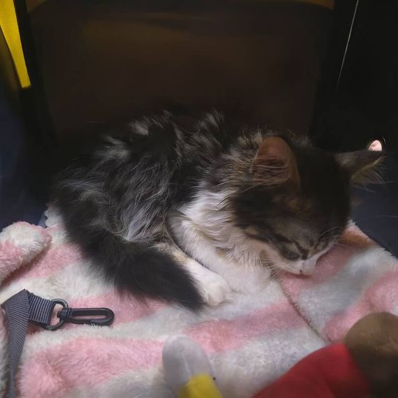 แชท หาเพื่อนเที่ยว 