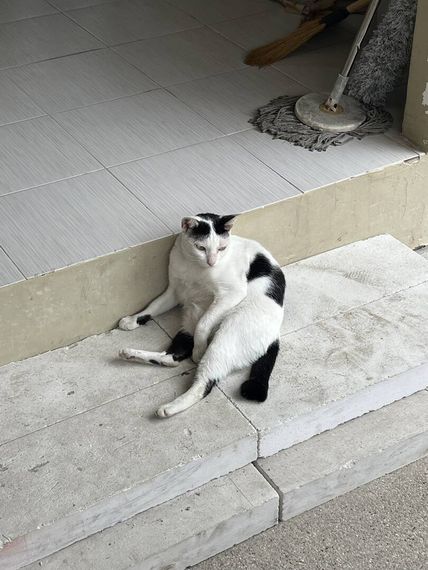 chat hangout 