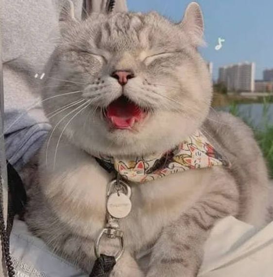 chat looking for friends 