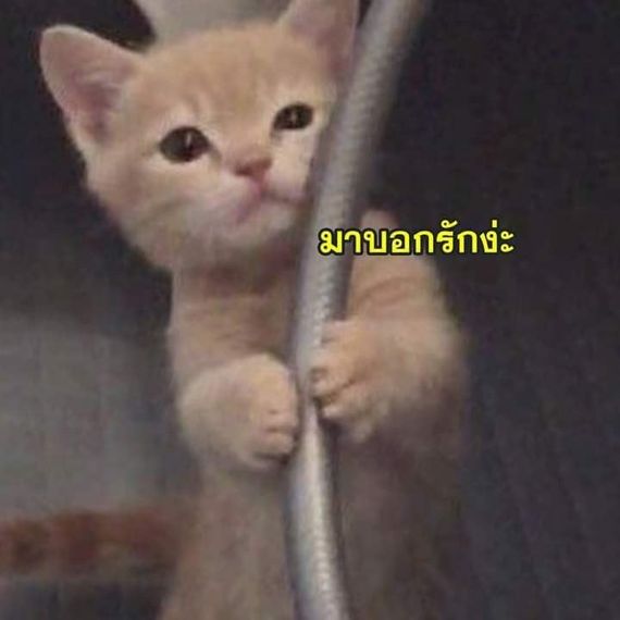แชท หาเพื่อนคุย, โสด