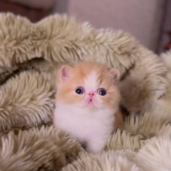 แชท หาเพื่อนคุย  ที่อยู่  ภูเก็ต