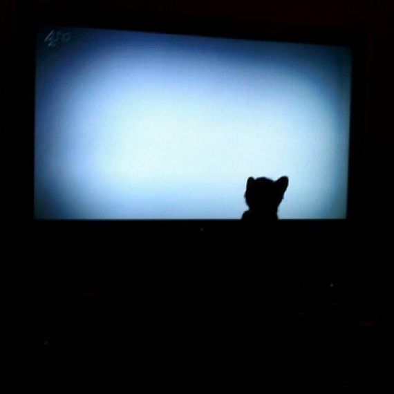 แชท หาเพื่อนคุย, โสด 