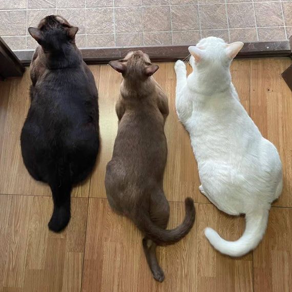 แชท หากิ๊ก, โสด  ที่อยู่ กรุงเทพมหานคร