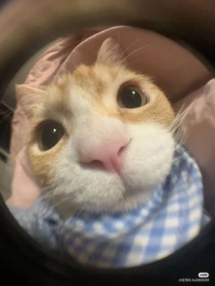 chat looking for friends 