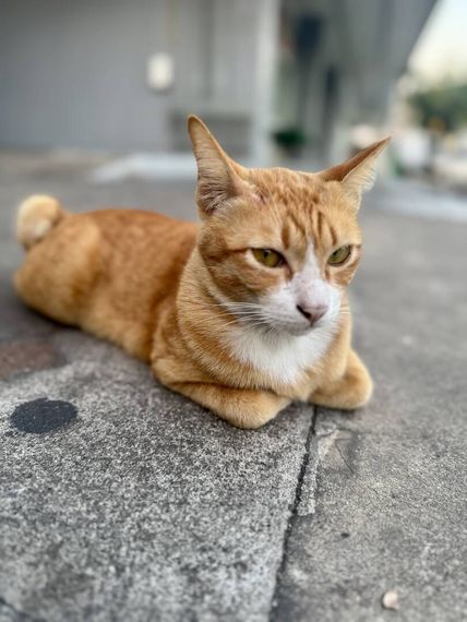 chat looking for friends 