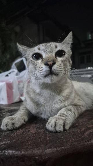 แชท โสด 