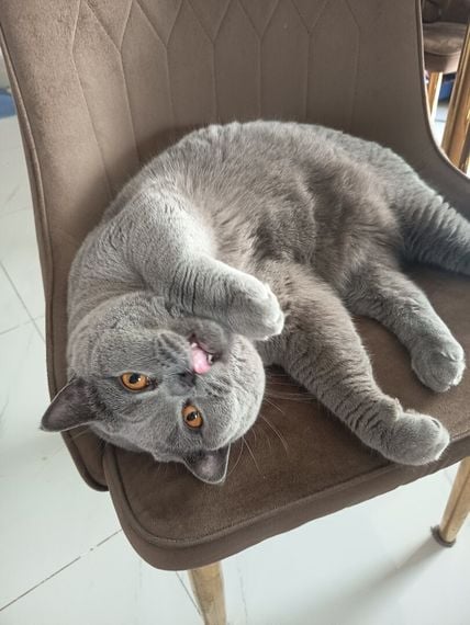 chat looking for friends