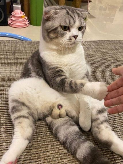 chat camera chat 