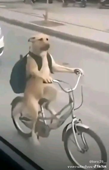 แชท แชทเปิดกล้อง 