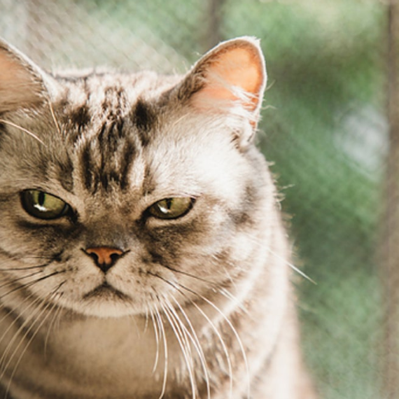 แชท โสด, แชทเปิดกล้อง  ที่อยู่  เชียงใหม่