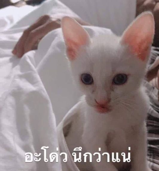 แชท หากิ๊ก 