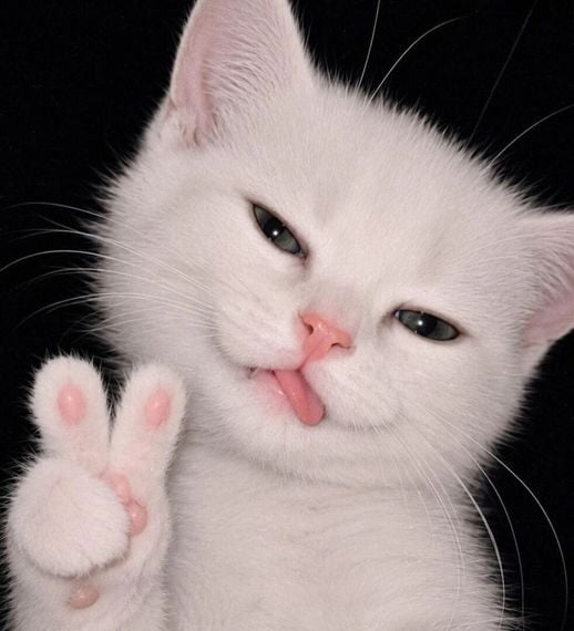chat chat