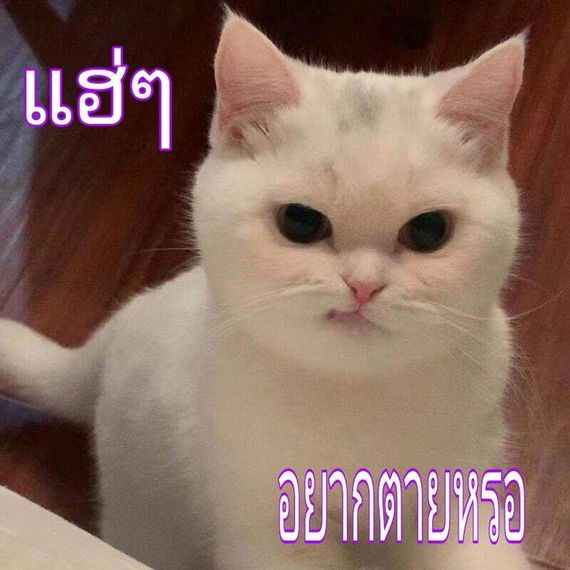 chat find love, chat 