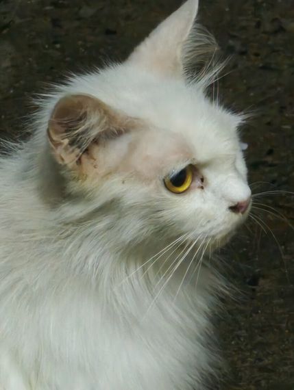chat looking for friends  from Lop Buri