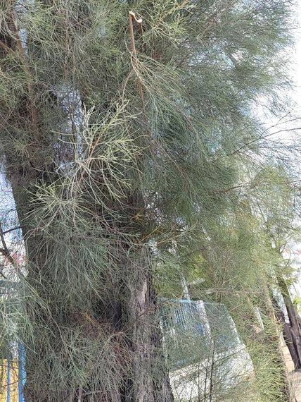 chat looking for friends 