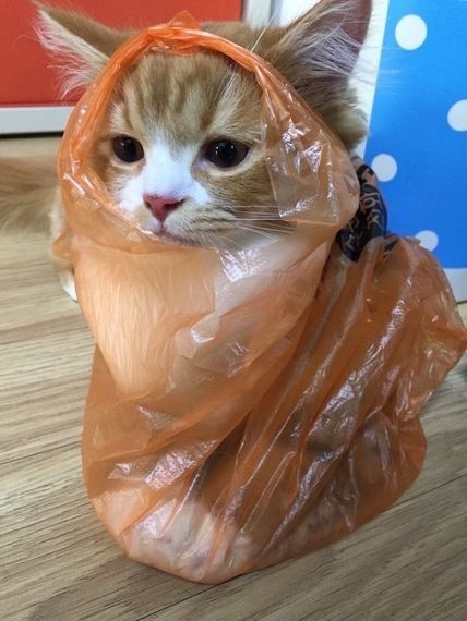 chat looking for friends 