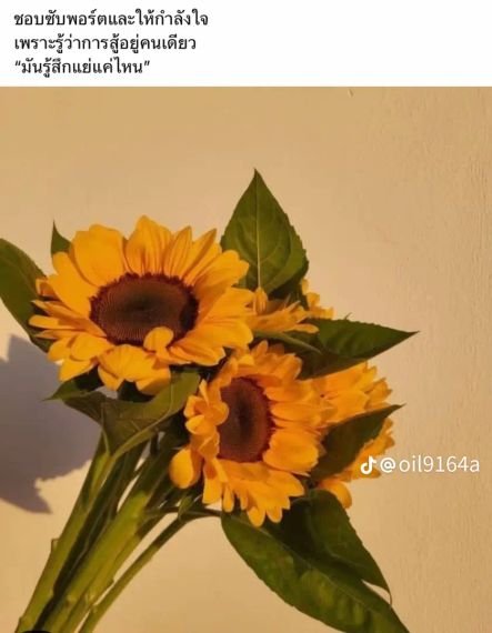 แชท โสด 