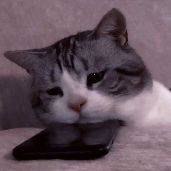 chat chat, hangout 