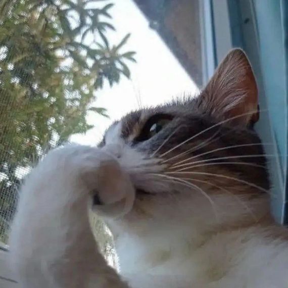 chat looking for friends 