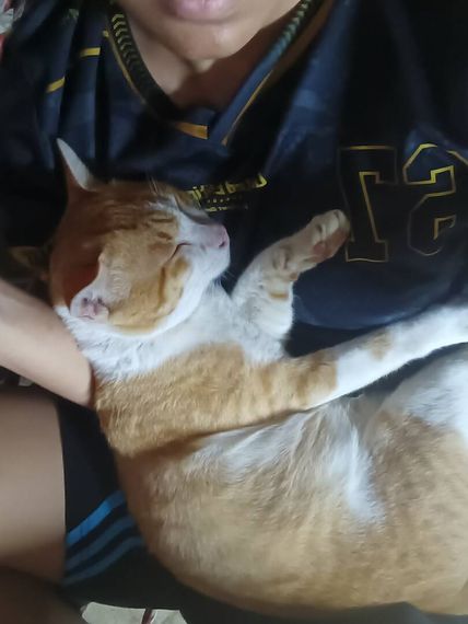 แชท โสด 