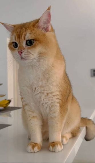 แชท หาแฟน, หาเพื่อนคุย 