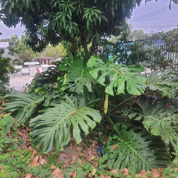 แชท หากิ๊ก, แชทเปิดกล้อง 