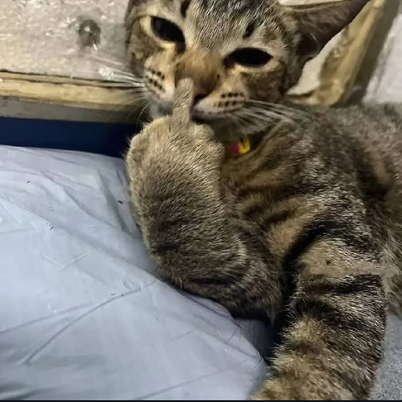 แชท โสด, แชทเปิดกล้อง